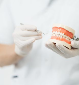 Dentist showing the correct dental hygiene using mock-up of skeleton of teeth. Stomatologist doctor explaining proper dental hygiene to patient holding sample of human jaw